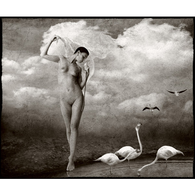 Flamingo 1